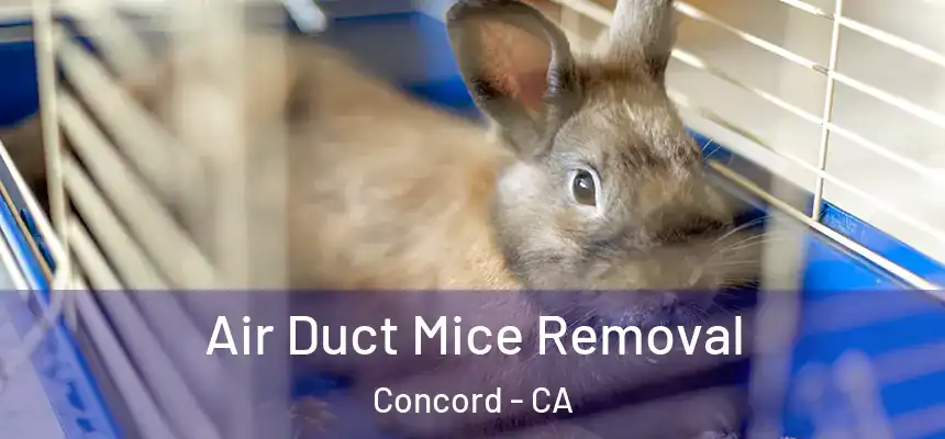 Air Duct Mice Removal Concord - CA