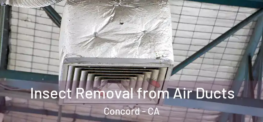 Insect Removal from Air Ducts Concord - CA